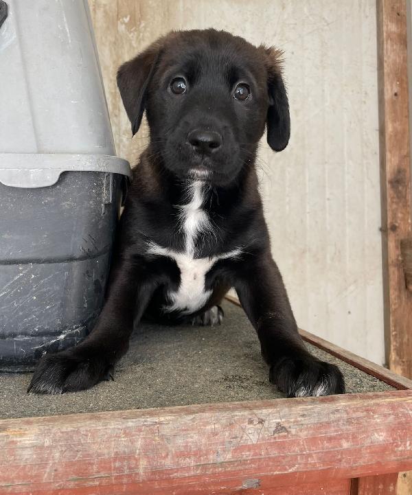 MAX SIMIL LABRADORINO DOLCISSIMO Foto 2