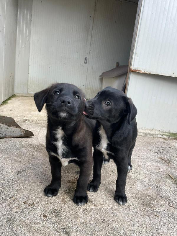 MAX SIMIL LABRADORINO DOLCISSIMO Foto 4