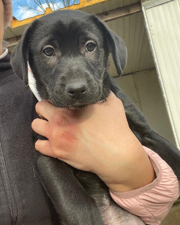 La Dolcissima Vittoria