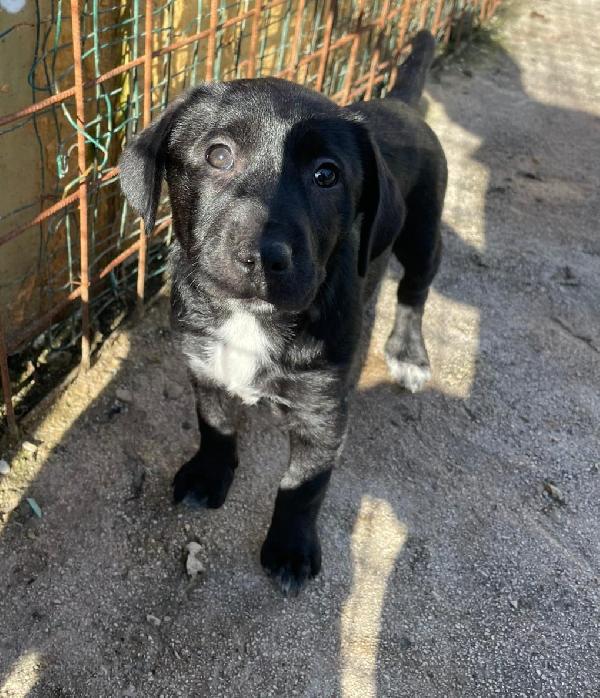 LA DOLCISSIMA VITTORIA Foto 3