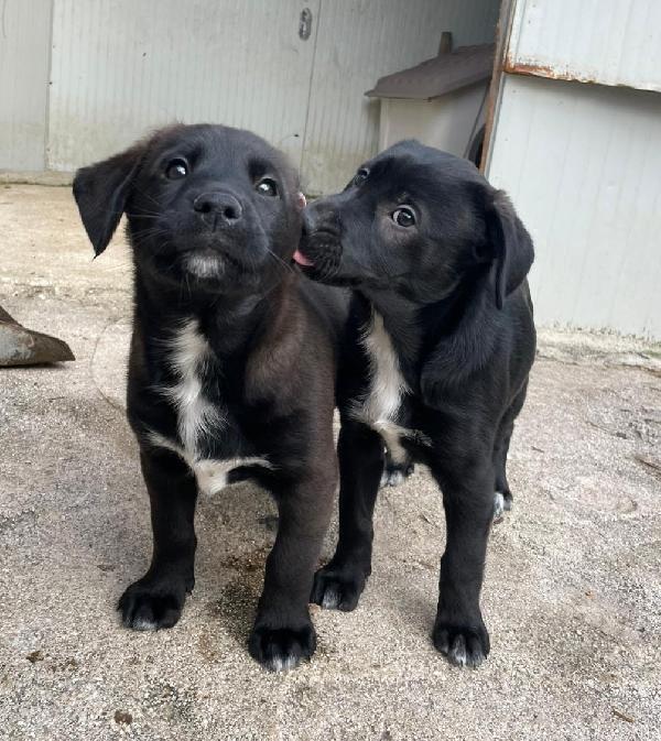 LA DOLCISSIMA VITTORIA Foto 5