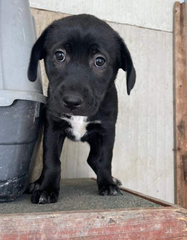 LA DOLCISSIMA VITTORIA Foto 6