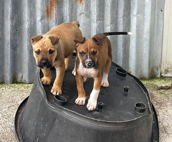 IL SIMPATICO E DOLCE MUFFIN Foto 2