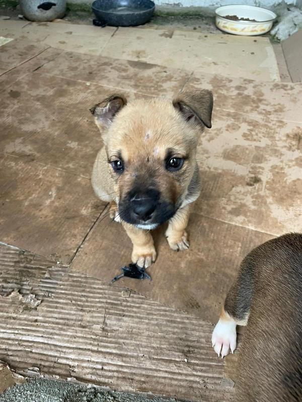 IL SIMPATICO E DOLCE MUFFIN Foto 4