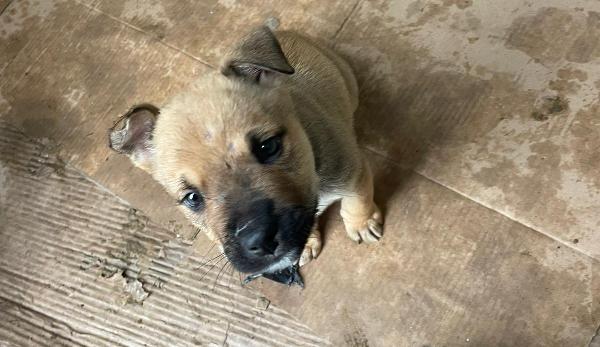 IL SIMPATICO E DOLCE MUFFIN Foto 5