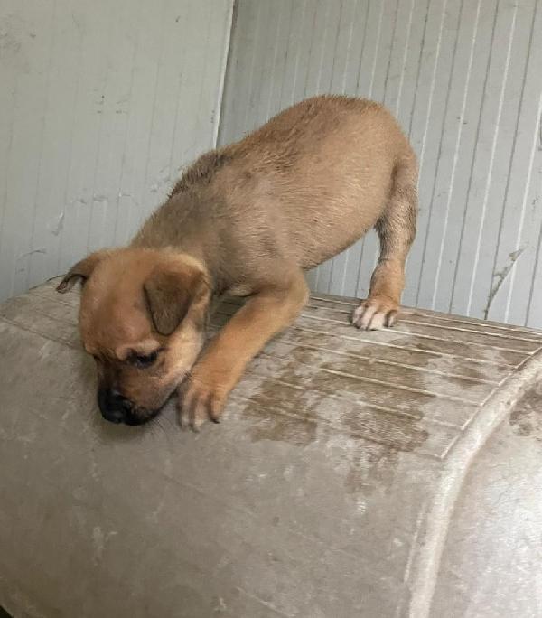 IL SIMPATICO E DOLCE MUFFIN Foto 6