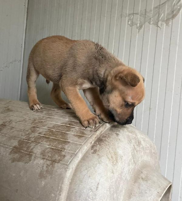 IL SIMPATICO E DOLCE MUFFIN Foto 7