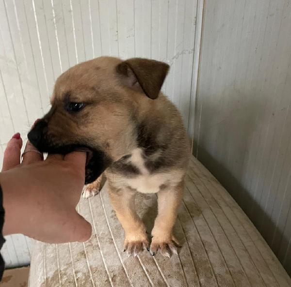 IL SIMPATICO E DOLCE MUFFIN Foto 8