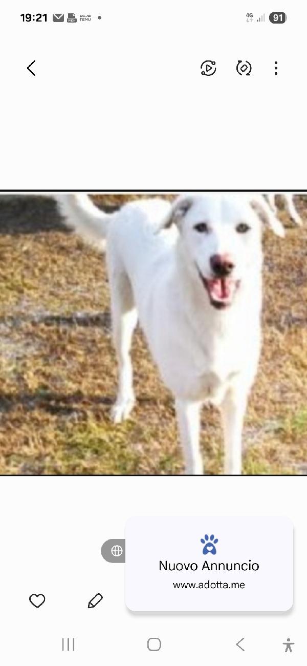 2Sorelle Mix Maremmane Adulte Salvate Anni Fa.bologna