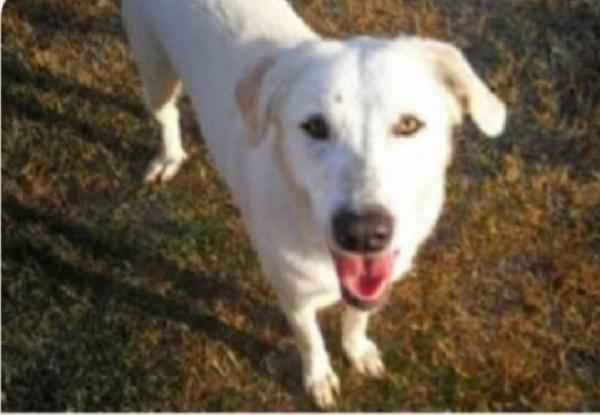 2sorelle mix Maremmane adulte salvate anni fa.BOLOGNA Foto 2