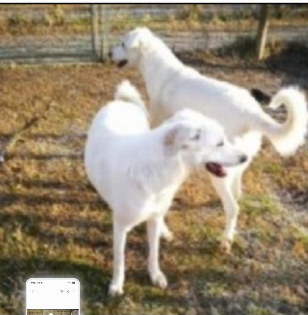 2sorelle mix Maremmane adulte salvate anni fa.BOLOGNA Foto 3