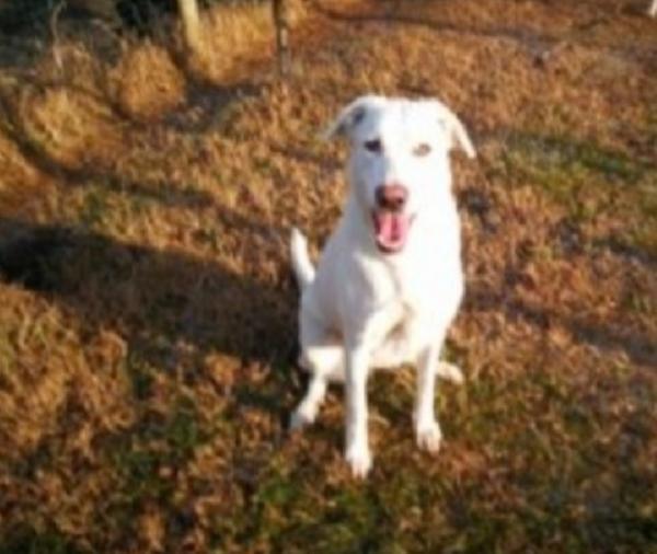 2sorelle mix Maremmane adulte salvate anni fa.BOLOGNA Foto 4