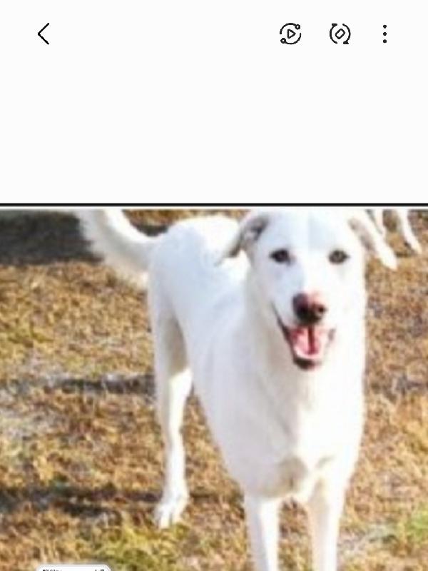 2sorelle mix Maremmane adulte salvate anni fa.BOLOGNA Foto 5