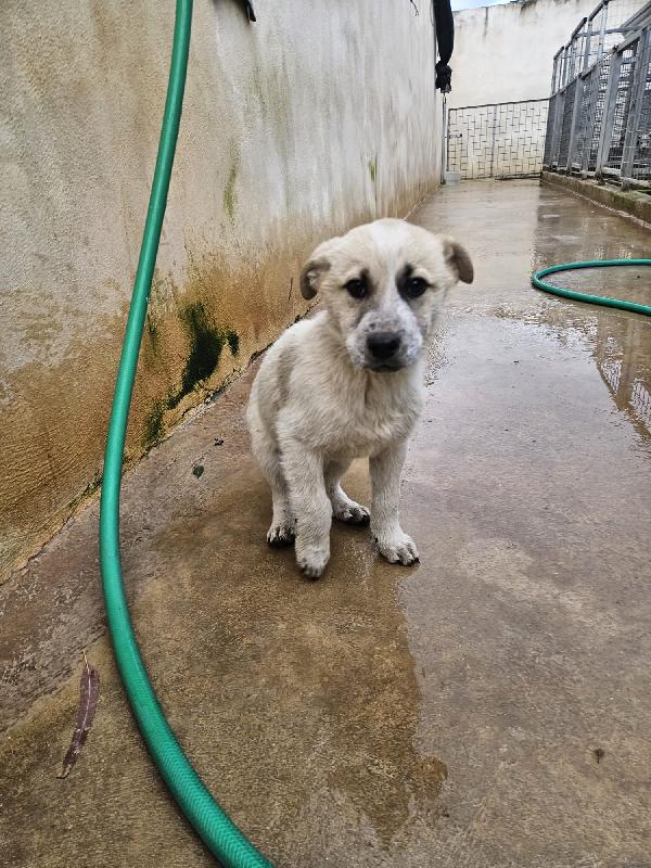 Roseto: 2 mesi taglia media Foto 3