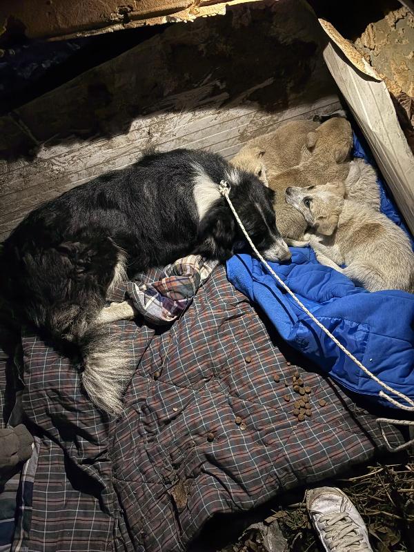 Roseto: 2 mesi taglia media Foto 7