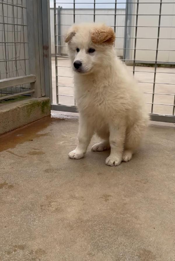 Snow: 4 mesi taglia grande  Foto 4