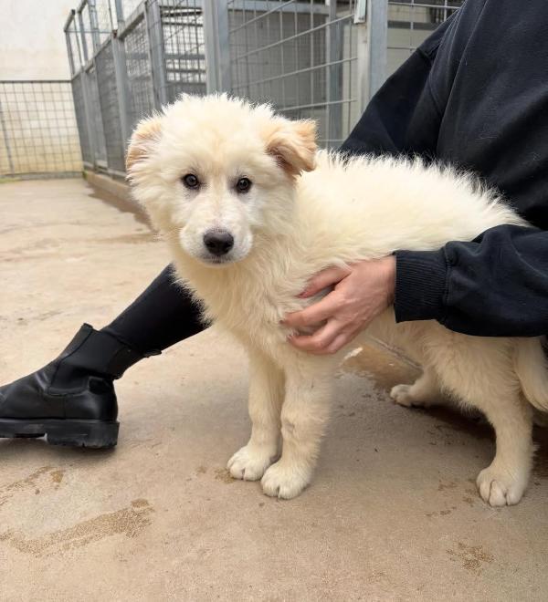 Snow: 4 mesi taglia grande  Foto 6