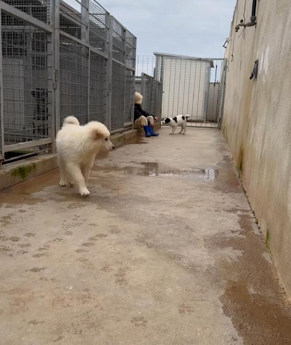 Snow: 4 mesi taglia grande  Foto 7