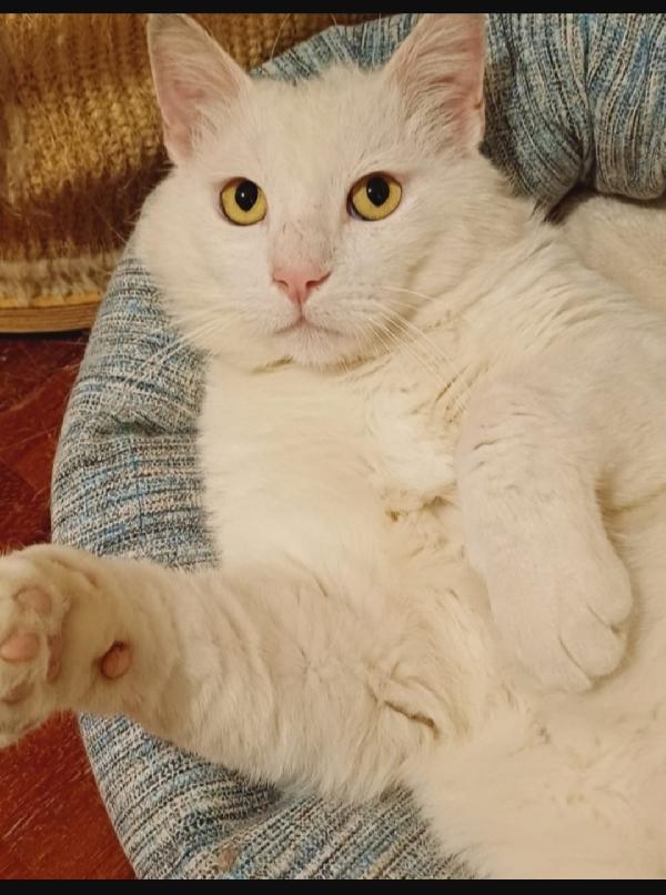 Micia bianca splendida aspetta casa ROMA Foto 2