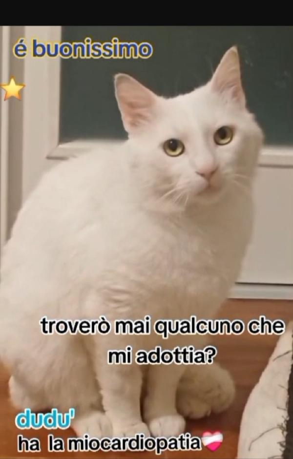 Micia bianca splendida aspetta casa ROMA Foto 3