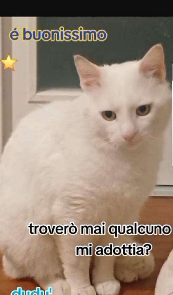 Micia bianca splendida aspetta casa ROMA Foto 4