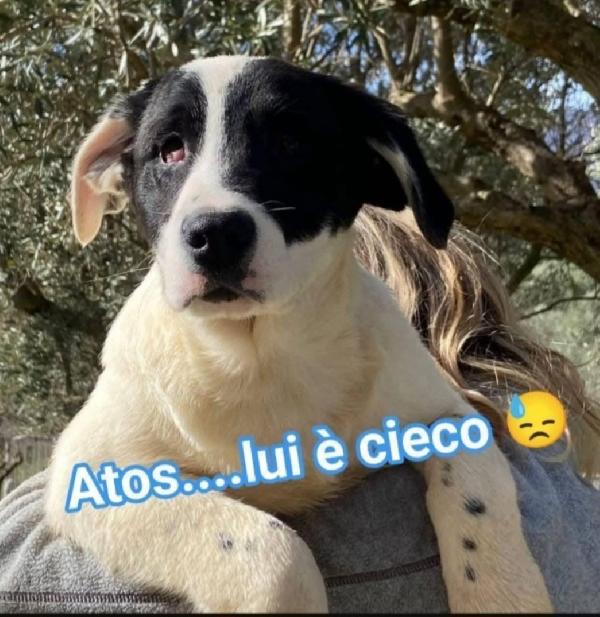 3Fratelli 1Anno Ciechi Finiti In Un Canile A Vita!Calabria 