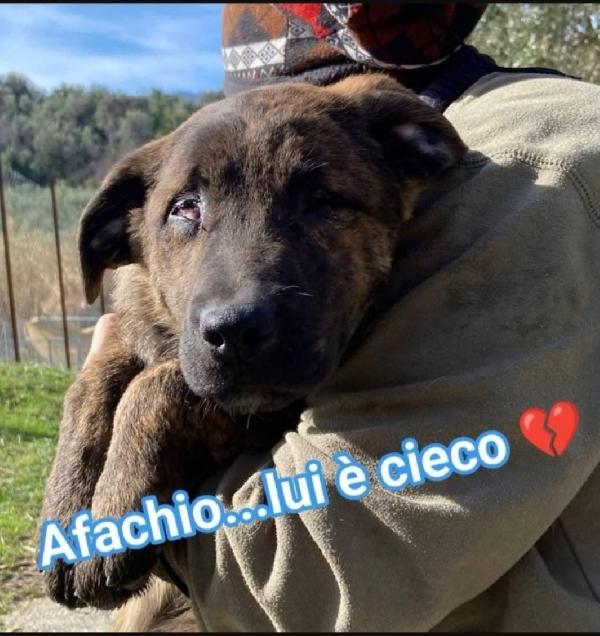 3fratelli 1ANNO CIECHI FINITI IN UN CANILE A VITA!CALABRIA  Foto 2