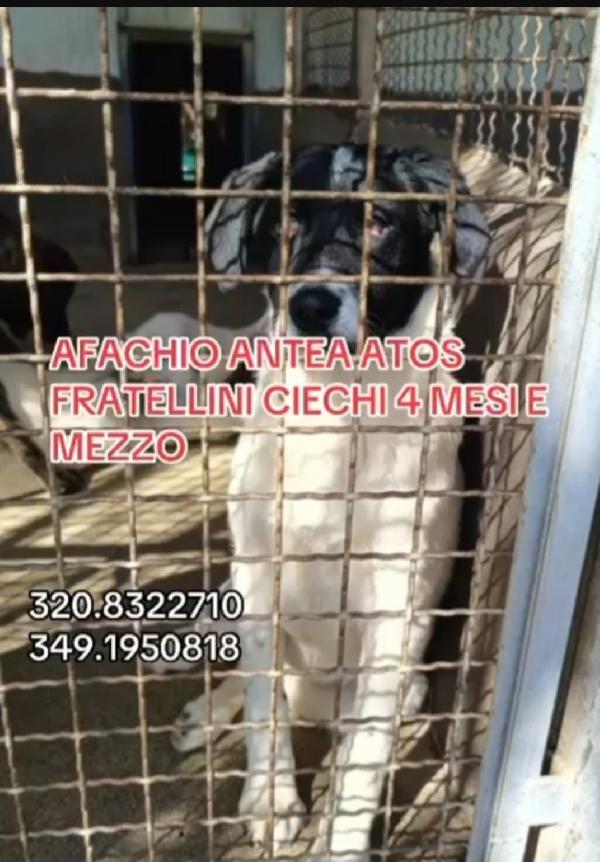 3fratelli 1ANNO CIECHI FINITI IN UN CANILE A VITA!CALABRIA  Foto 4