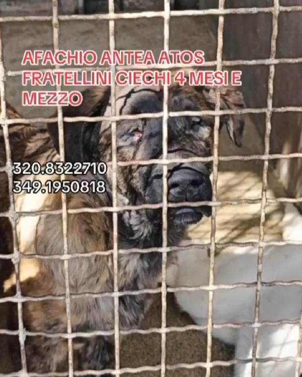 3fratelli 1ANNO CIECHI FINITI IN UN CANILE A VITA!CALABRIA  Foto 5