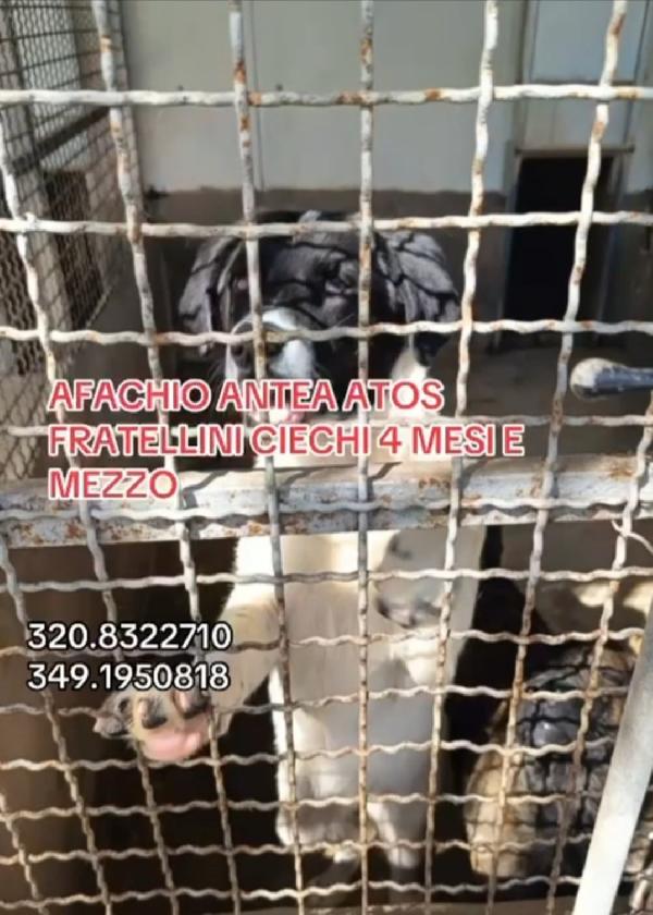 3fratelli 1ANNO CIECHI FINITI IN UN CANILE A VITA!CALABRIA  Foto 6