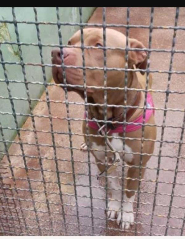 Pitbull Dopo 5Anni In Casa Va In Canile! Napoli