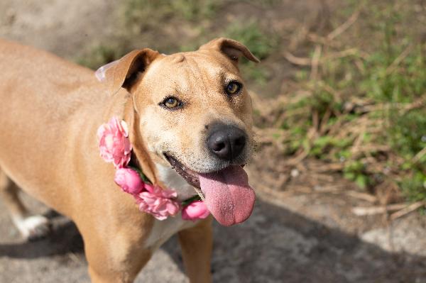 Sofy Splendida Giovanotta Cerca Casa 