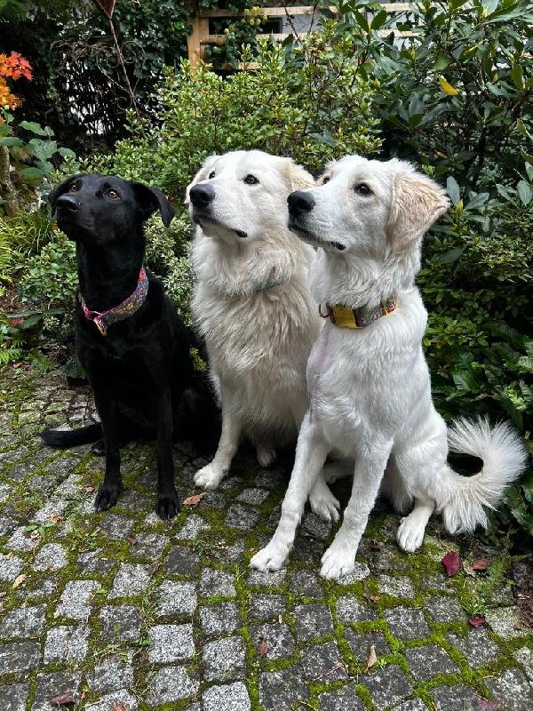 Paula splendida CUCCIOLOTTA simil Golden  Foto 2