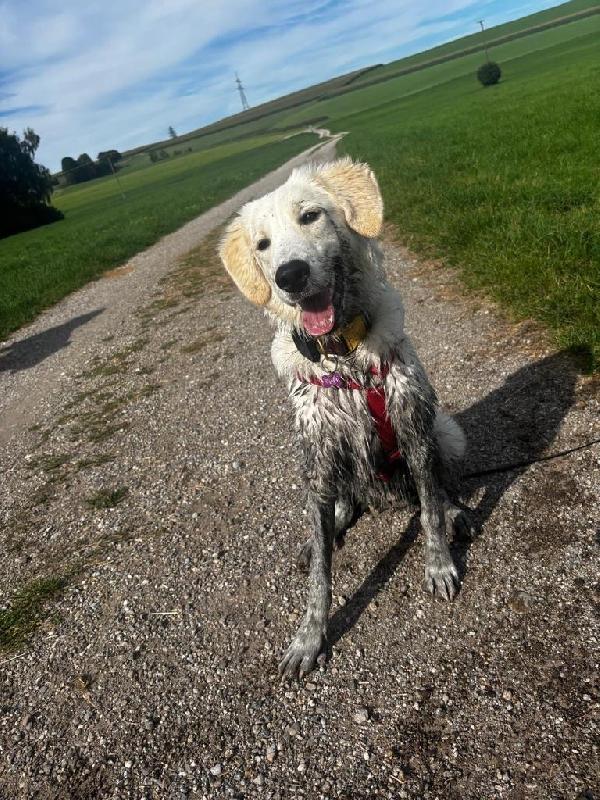 Paula splendida CUCCIOLOTTA simil Golden  Foto 3