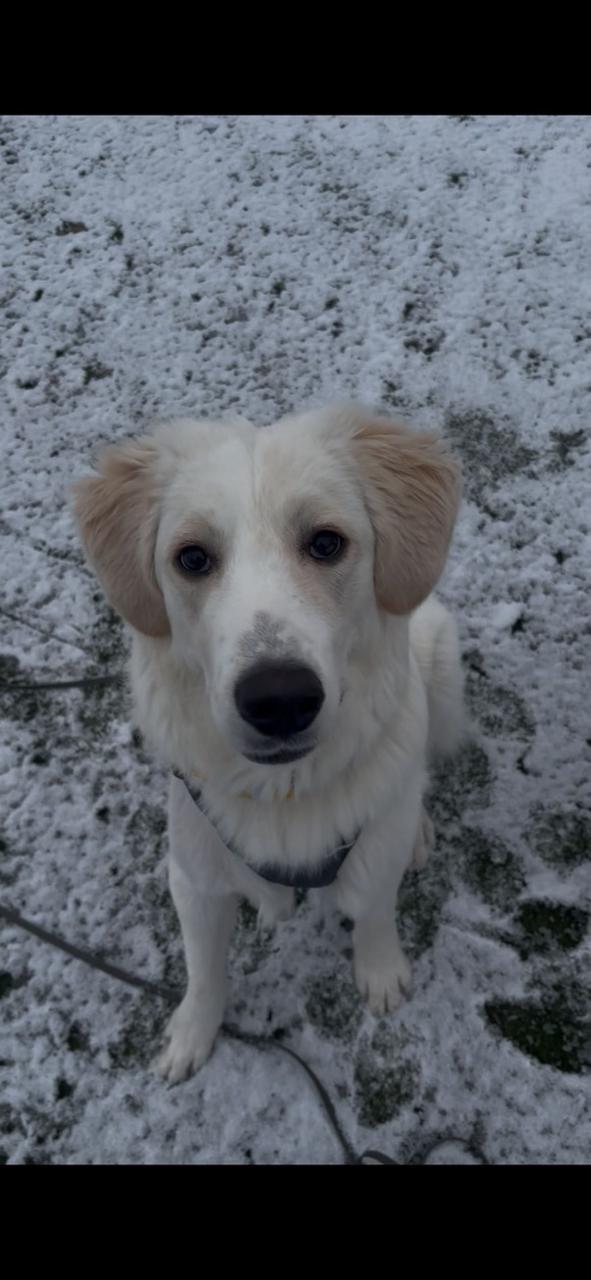 Paula splendida CUCCIOLOTTA simil Golden  Foto 4