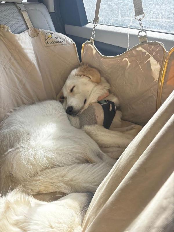 Paula splendida CUCCIOLOTTA simil Golden  Foto 8