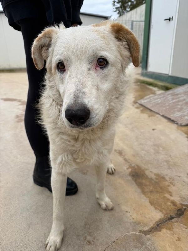 Ugo Splendido Cucciolone Cerca Famiglia 
