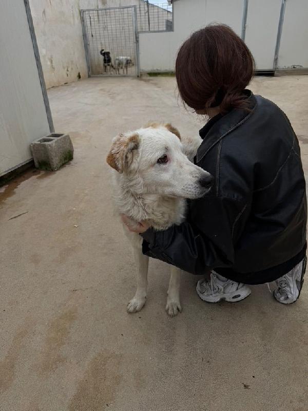 Ugo splendido cucciolone cerca famiglia  Foto 4