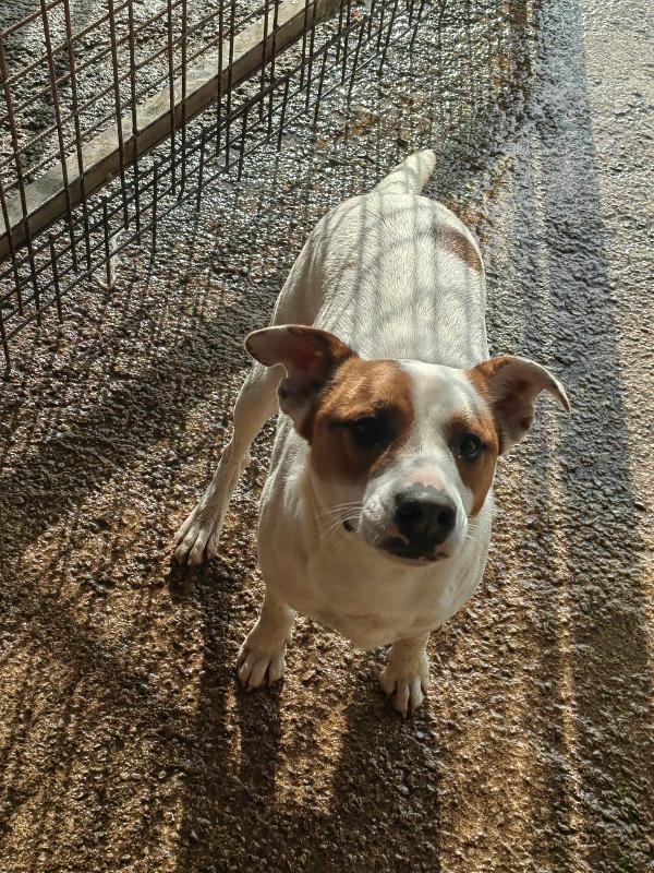 Loky splendido giovane cagnolino cerca casa  Foto 2