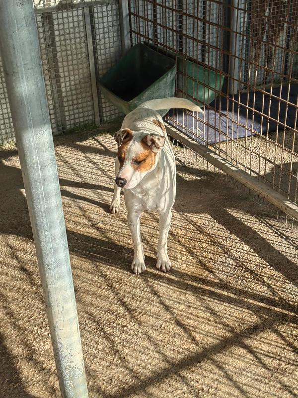 Loky splendido giovane cagnolino cerca casa  Foto 3