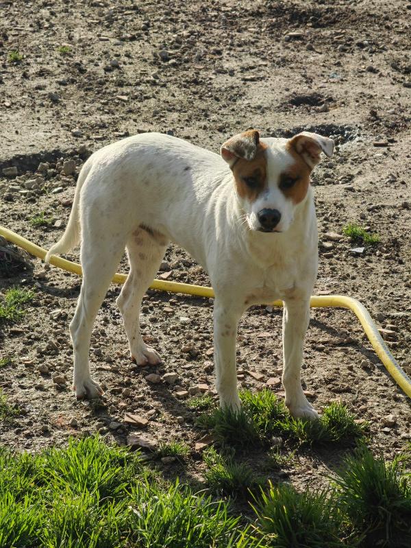 Loky splendido giovane cagnolino cerca casa  Foto 4