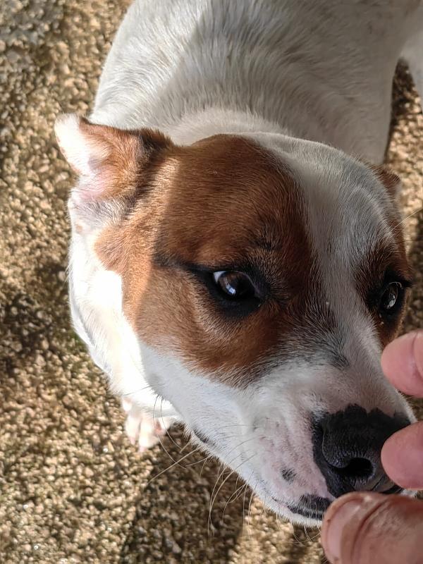 Loky splendido giovane cagnolino cerca casa  Foto 6