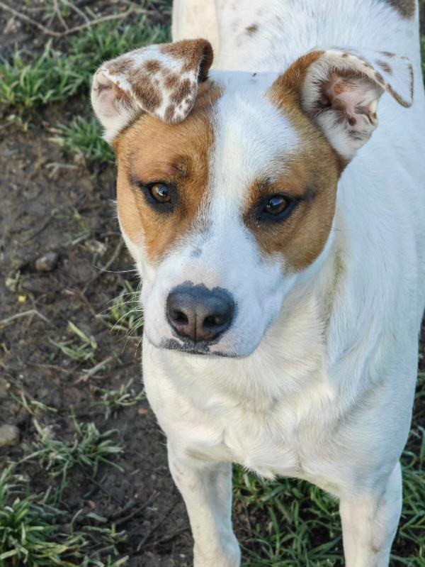 Loky splendido giovane cagnolino cerca casa  Foto 7
