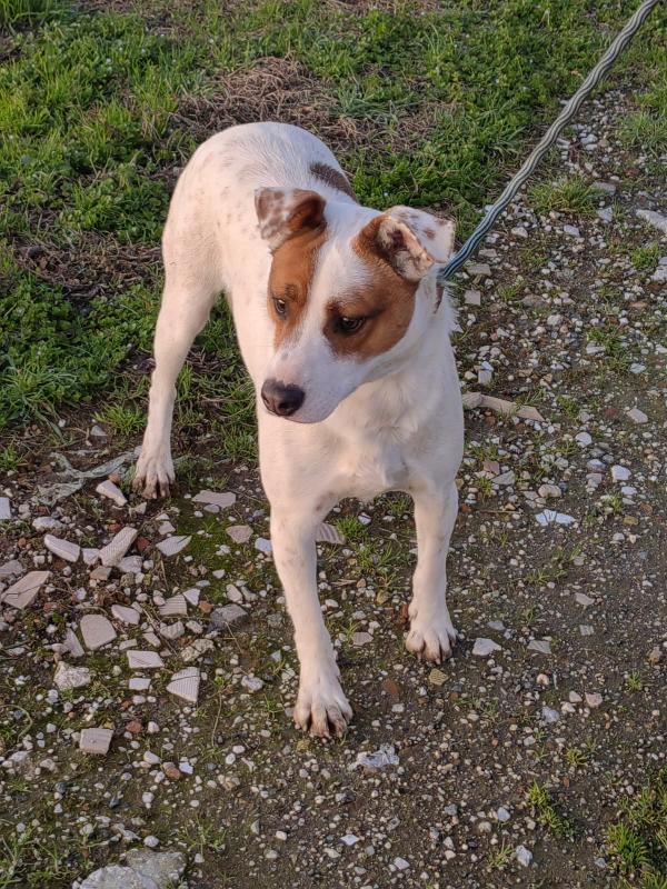 Loky splendido giovane cagnolino cerca casa  Foto 8
