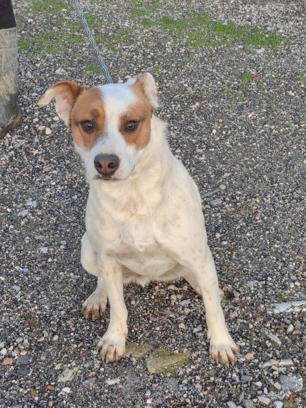 Loky splendido giovane cagnolino cerca casa  Foto 9
