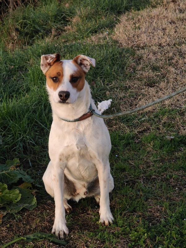 Loky splendido giovane cagnolino cerca casa  Foto 10