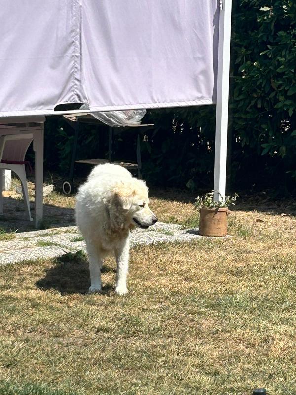 FIAMMOTTA splendida giovanotta simil pastore in Toscana  Foto 2