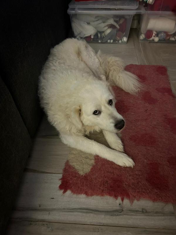 FIAMMOTTA splendida giovanotta simil pastore in Toscana  Foto 3