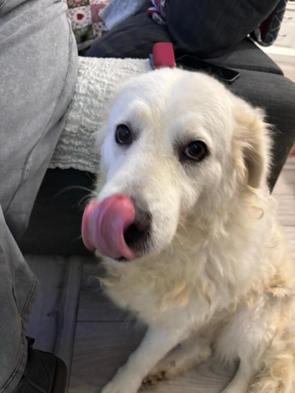 FIAMMOTTA splendida giovanotta simil pastore in Toscana  Foto 4