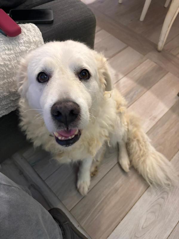 FIAMMOTTA splendida giovanotta simil pastore in Toscana  Foto 6